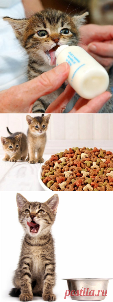 Правильное питание котят – основа здоровья на всю жизнь | Статьи | Animal.ru