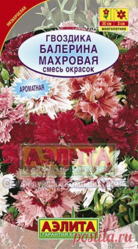Гвоздика перистая Махровая Балерина, смесь - Сезон у Дачи