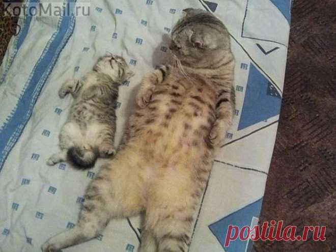 Уснул или притворяется...?