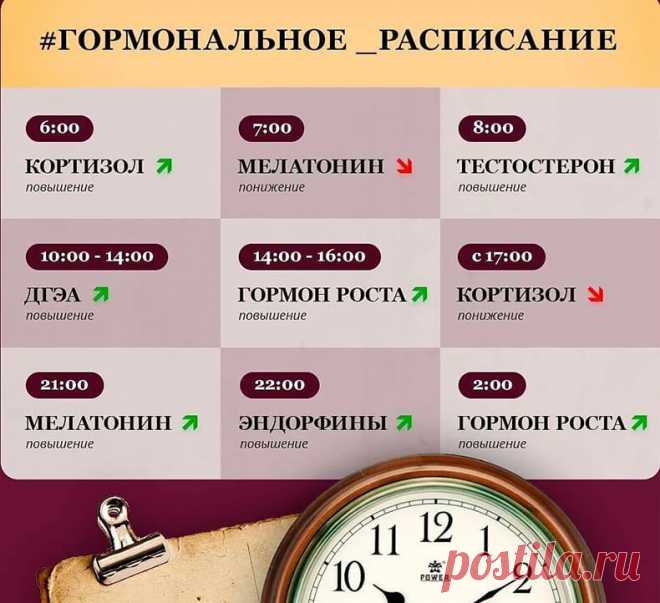 Гормональное расписание: Подсказки организма Наверняка все знают, насколько важны в нашем организме гормоны, они управляют нашим настроением, циклом, способностью зачать и выносить ребенка и другими важными моментами.