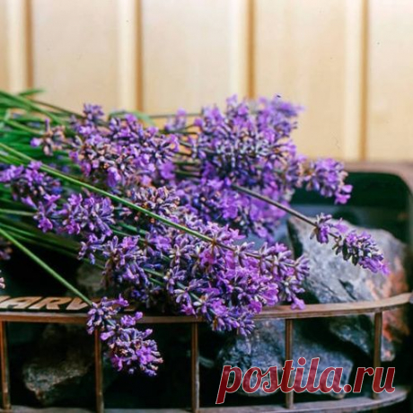 Эфирное масло иссопа: способы применения