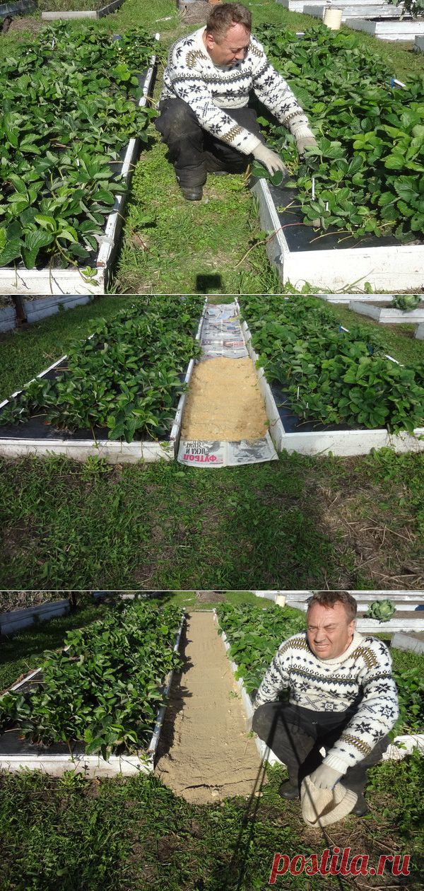 КАК СДЕЛАТЬ ЧТОБЫ МЕЖДУ ГРЯДКАМИ НЕ РОСЛА ТРАВА