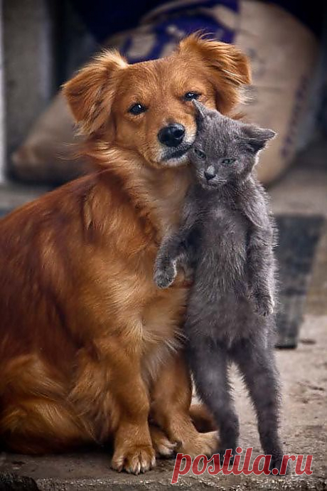 73bb614aa534b42b575a61080447d539.jpg (467×700)