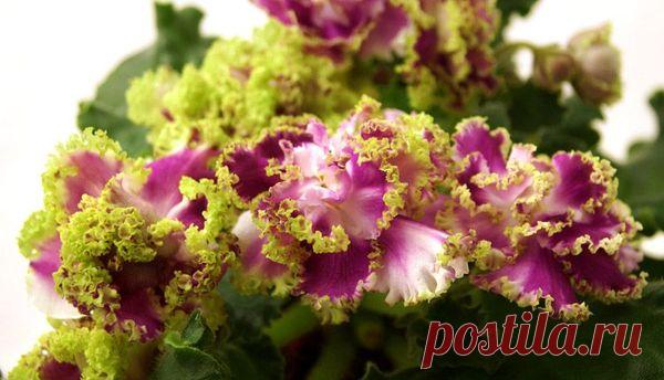 Описание селекционной фиалки PC-Ледяная роза