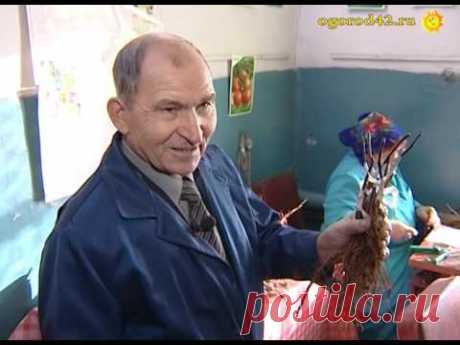 Зимняя прививка