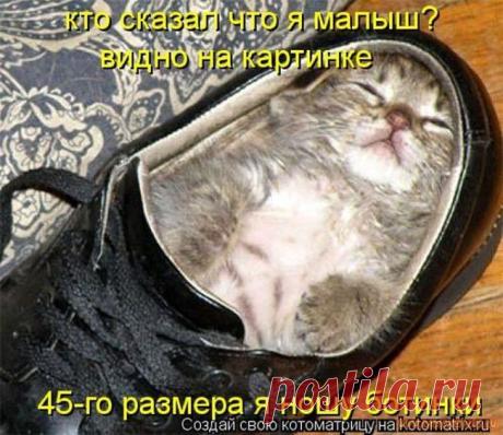 Кошки, такие кошки!
