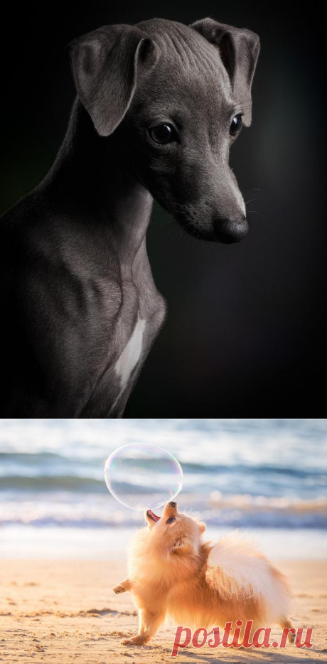 Победители фотоконкурса Dog Photographer of the Year 2018