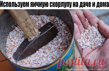 Используем яичную скорлупу на даче и дома