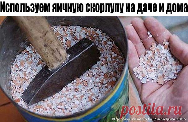Используем яичную скорлупу на даче и дома