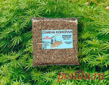 Конопля: прикормка для рыбы