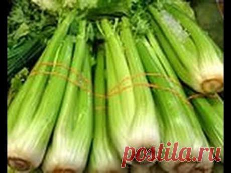 Как вырастить ЧЕРЕШКОВЫЙ СЕЛЬДЕРЕЙ. Как ухаживать.