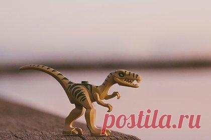 Обнаружен новый вид динозавров. Международная группа ученых обнаружила ранее неизвестный вид хищных динозавров, который спал в той же позе, что и современные птицы. Вид, живший 71 миллион лет назад, был назван Jaculinykus yaruui. Предполагается, что они сворачивались калачиком, чтобы согреться во время сна.