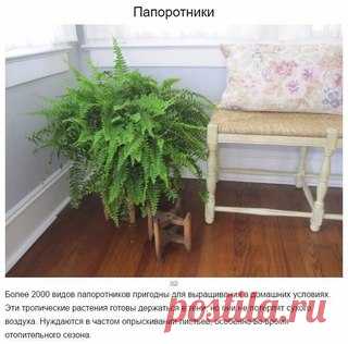 10 домашних растений, которые могут выжить даже в самом тёмном углу

#советы_в_быту@m_lifehack