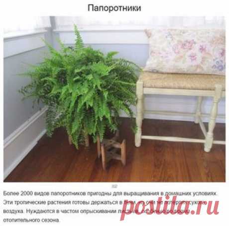 10 домашних растений, которые могут выжить даже в самом тёмном углу

#советы_в_быту@m_lifehack