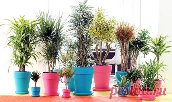 Как ухаживать за домашней драценой