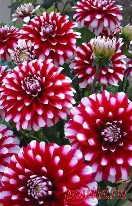 Мир прекрасен – Сообщество – Google+