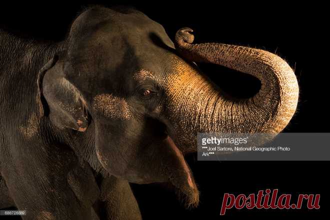 An Endangered Female Malayan Elephant Elephas Maximus Indicus At The Singapore Zoo Stock Photo | Getty Images