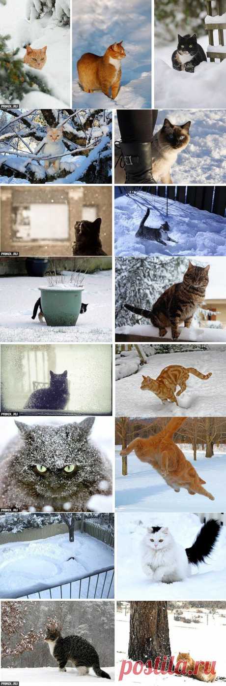 Зима, снег, коты (21 фото) | Прикол.ру — приколы, картинки, фотки и розыгрыши!