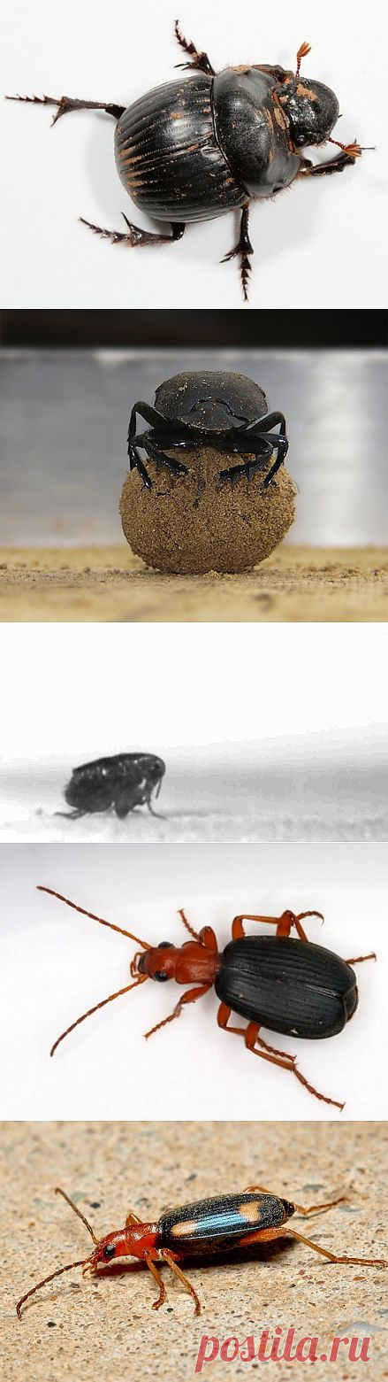 (+1) - Удивительные способности в природе ! | УДИВИТЕЛЬНОЕ