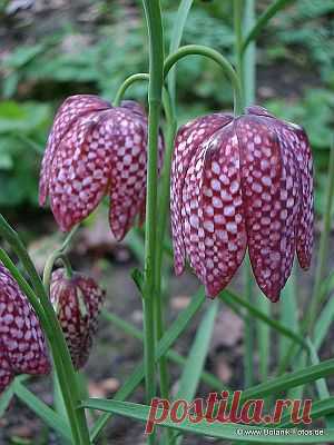 Рябчик, или фритиллярия | Цветы и травы