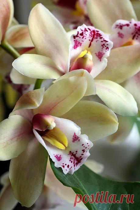 Cymbidium Orchids