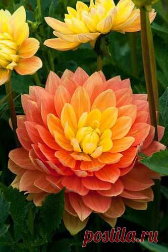 Dahlia 'Olivia Mari'