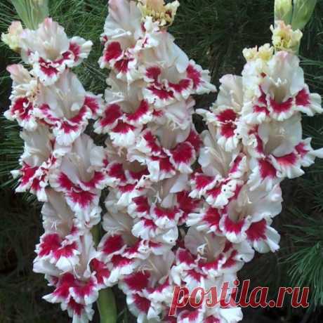 Размножение гладиолусов