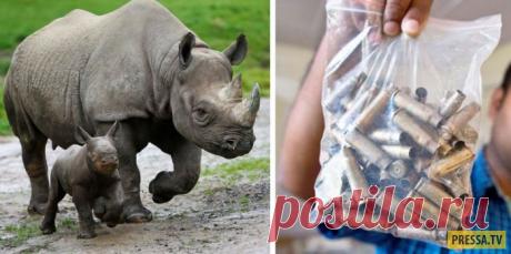 В Индии в национальном парке жёстко решили проблему с браконьерами (11 фото) | Чёрт побери Варварство или забота о природе? Национальный парк Казиранга в Индии стал мировой знаменитостью. Здесь добились первого на планете успеха в борьбе с браконьерами, которые отрезают этим прекрасным и уже редким животным их рога. Сделали это просто: охранники парка просто получили право стрелять по ним! И даже убивать! За все время после принятия этого закона здесь застрелили уже 50 чел...