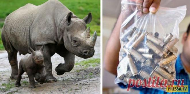 В Индии в национальном парке жёстко решили проблему с браконьерами (11 фото) | Чёрт побери Варварство или забота о природе? Национальный парк Казиранга в Индии стал мировой знаменитостью. Здесь добились первого на планете успеха в борьбе с браконьерами, которые отрезают этим прекрасным и уже редким животным их рога. Сделали это просто: охранники парка просто получили право стрелять по ним! И даже убивать! За все время после принятия этого закона здесь застрелили уже 50 чел...