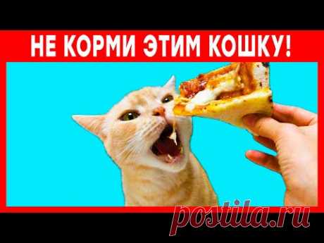 10 опасных продуктов для кошек. Чем нельзя кормить кошку!