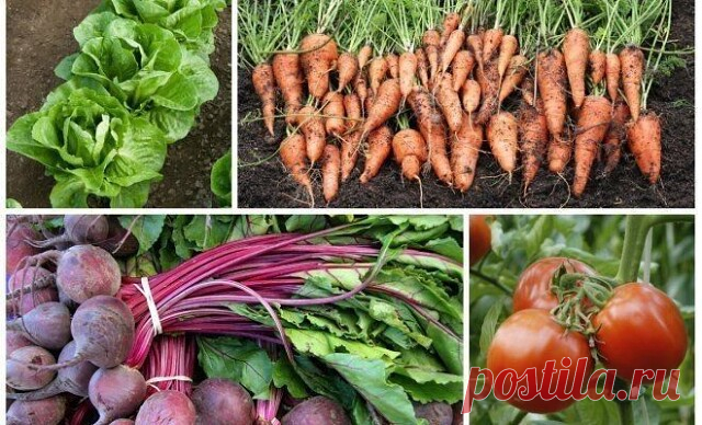 7 пар растений, которые нельзя выращивать рядом

Удивляетесь, что доскональное соблюдение сроков посева семян высадки рассады, подкормок, температурного режима и норм полива не дают достойного результата в виде небывалых урожаев?

Ни для кого не секрет, что растениям, равно как и людям, свойственны взаимные благосклонность и антипатия: соседство с одними культурами явно идет им на пользу, а с другими – губительно сказывается на здоровье и урожае.

Ученые называют стойкую 