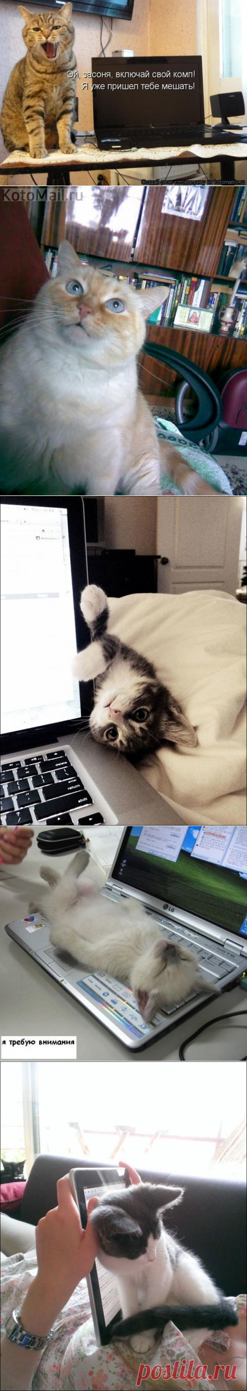 УТРЕННЯЯ ПОБУДКА | KotoMail.ru