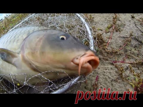 Рекордная рыбалка на снасть убийца карася(соска)