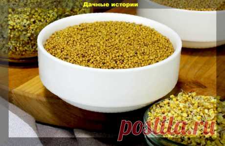 Простой, дешевый, но эффективный стимулятор роста растений из горчицы, своими руками | 6 соток