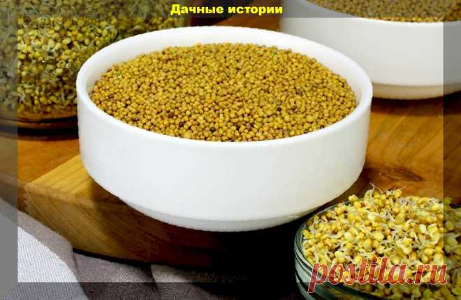 Простой, дешевый, но эффективный стимулятор роста растений из горчицы, своими руками | 6 соток