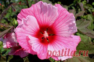 ГИБИСКУСЫ ТРАВЯНИСТЫЕ(КОРНИ)..на ОСЕНЬ 2016 г . Раздел будет пополнятся до середины августа . - № 047-К