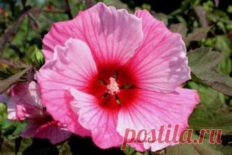 ГИБИСКУСЫ ТРАВЯНИСТЫЕ(КОРНИ)..на ОСЕНЬ 2016 г . Раздел будет пополнятся до середины августа . - № 047-К