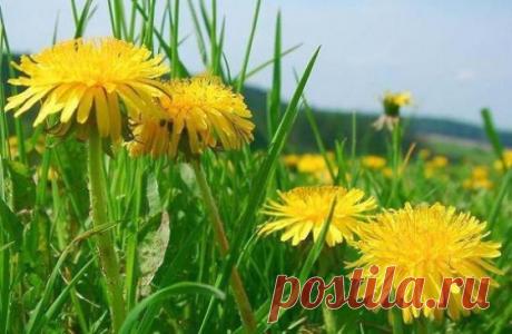 Plante care scad glicemia si lupta cu diabetul