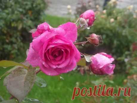 розы