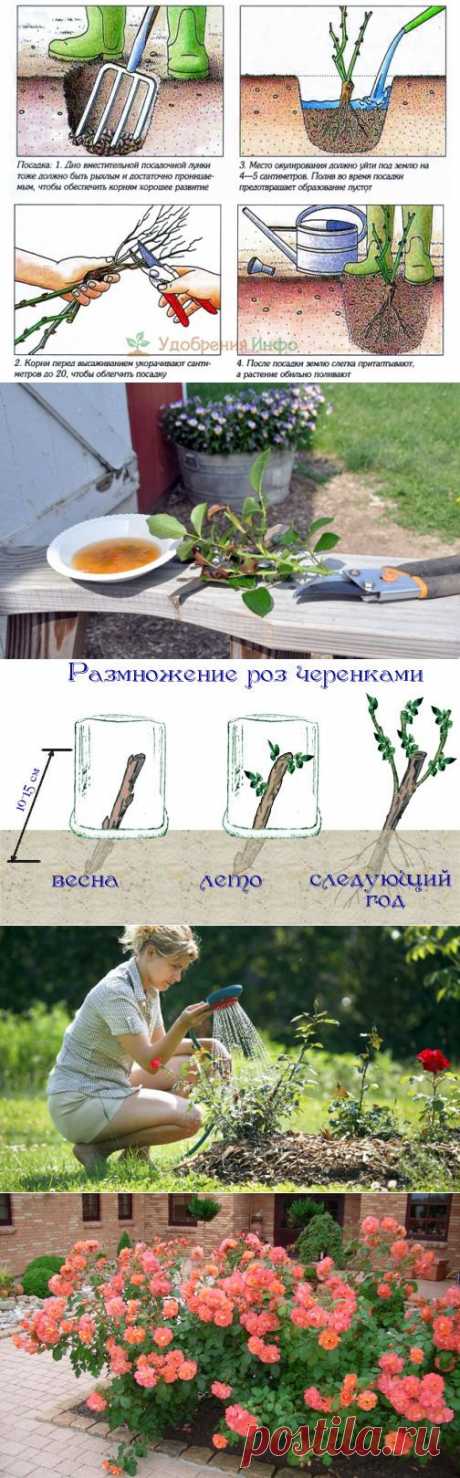 Выращиваем розы: как размножать и сажать, чем удобрять различные виды