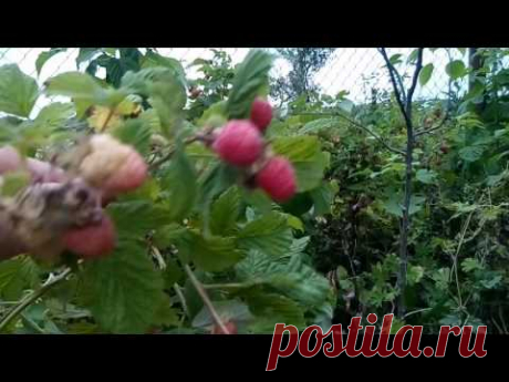 Малина-дерево "Крепыш"плодоносит