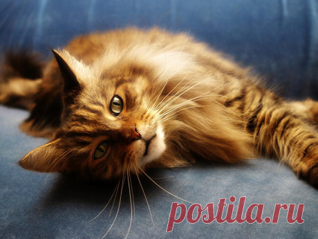 Viewing Gallery For - Orange Maine Coons