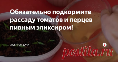 Обязательно подкормите рассаду томатов и перцев пивным эликсиром! Много разных способов посадки рассады я использую, но помимо правильного проращивания семян и посадки рассады необходимо помнить и о дополнительных подкормках, которые приносят благо для набирающей сил рассады. Для того чтобы кустики томатов и перцев одарили меня отменным урожаем я всегда начинаю их подкармливать уже с этапа появления "первенцев" (первых листочков). Так как с этого момента рассаде
