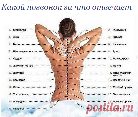 Какой позвонок за что отвечает