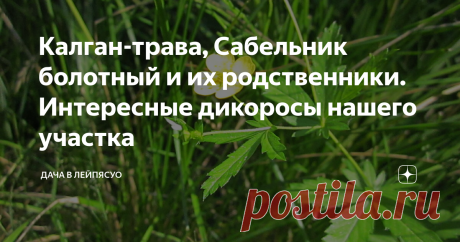 Калган-трава, Сабельник болотный и их родственники. Интересные дикоросы нашего участка Продолжаю обзор сорняков нашего участка. Хотя калган-траву сорняком называть неудобно даже в шутку. Это ценное лекарственное растение, признанное официальной медициной, это вам не лютик с одуванчиком, которых часто относят к сорнякам, но полезные свойства у них при этом тоже имеются. Кстати, Калган-трава или дикий Калган  внешне немного похож на лютик, хотя принадлежит к другому семейств...