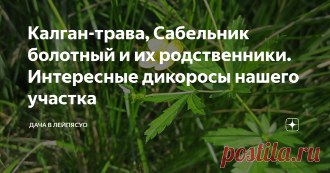 Калган-трава, Сабельник болотный и их родственники. Интересные дикоросы нашего участка Продолжаю обзор сорняков нашего участка. Хотя калган-траву сорняком называть неудобно даже в шутку. Это ценное лекарственное растение, признанное официальной медициной, это вам не лютик с одуванчиком, которых часто относят к сорнякам, но полезные свойства у них при этом тоже имеются. Кстати, Калган-трава или дикий Калган  внешне немного похож на лютик, хотя принадлежит к другому семейств...