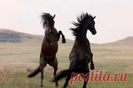 ...RESPECT... · Stampsy