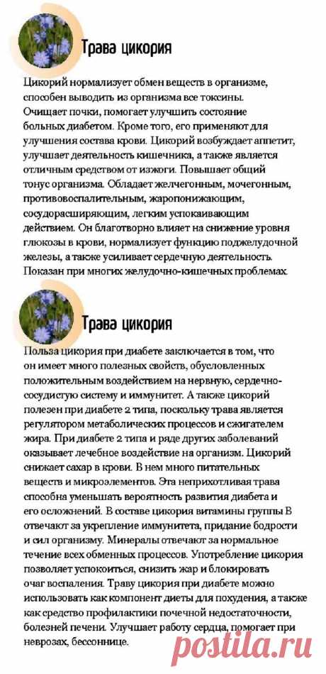 Трава цикория - лечебные свойства