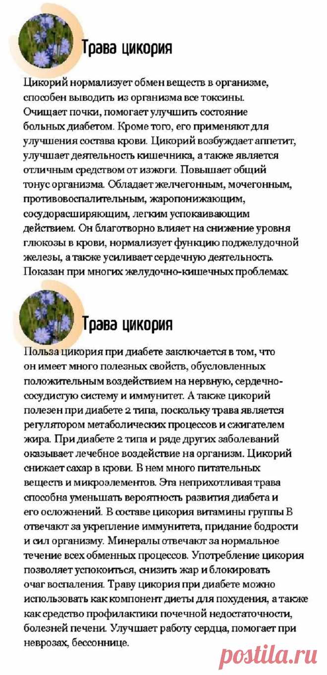 Трава цикория - лечебные свойства