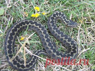 ВСТРЕЧА С ГАДЮКОЙ.  КАЛЕНДАРЬ ГАДЮКИ И ПОМОЩЬ ПРИ УКУСЕ 


Здравия , Камрады. Сегодня вот о чем. На выходах, нам все чаще встречаются эти удивительные создания природы - Змеи. Вот и в этот раз случилось так : 
Солнце припекало и, идя по грунтовой дороге, н…